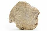 Hadrosaur (Edmontosaurus/) Ungual (Claw) Bone - Wyoming #306661-1